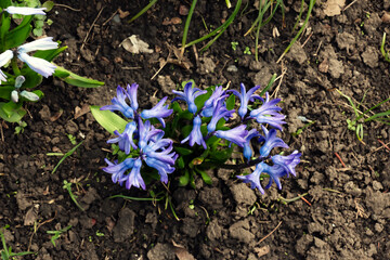 The vibrant blue flowers of Oriental Hyacinth Hyacinthus orientalis stand out against the green foliage. Lush green foliage frames the spring blooms. Close-up.
