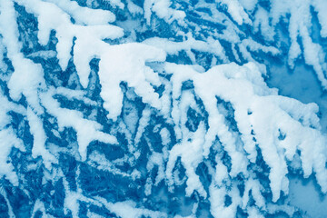 Spruce branch in a winter forest. Natural pattern. Landscape with a tree in cold snowy weather. Fluffy snow.