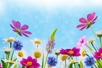 lupine, cosmos, dahlia. Beautiful summer colorful landscape. flower meadow with daisies against blue sky.