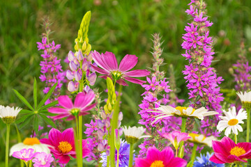 Summer landscape. Meadow with colorful wildflowers.