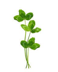 Natural pattern. St.Patrick 's Day. branch of green clover isolated on white background.