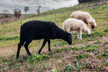 Grazing Sheep in Rural Countryside