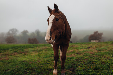 Horses Grazing on a Farm Early in the Morning