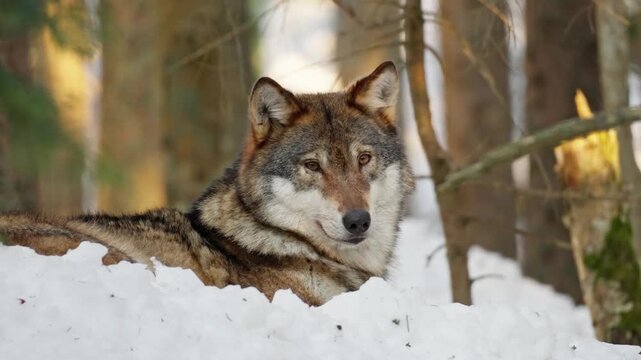 Wolf lying down on grand in a forest at winter
