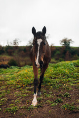 Horses Grazing on a Farm Early in the Morning