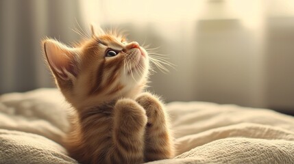 A cute orange kitten gazes thoughtfully, creating a heartwarming scene.