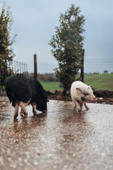 Young Pigs in Countryside Farm