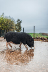 Young Pigs in Countryside Farm