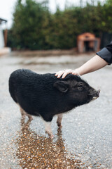 Young Pigs in Countryside Farm