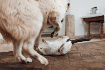 Pet Conflict Between Dog and Cat at Home