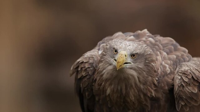 The white-tailed eagle taking off and flying away, slow motion