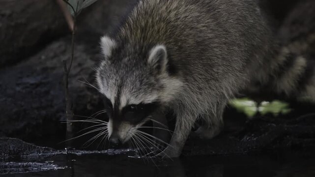 Racoon walking near water