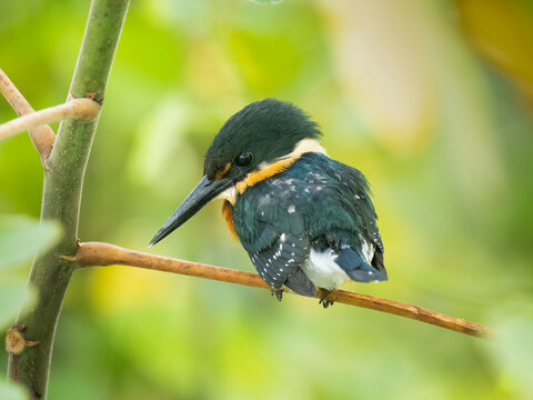 Erzfischer (Chloroceryle aenea)