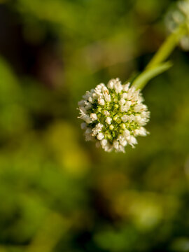 Macro close up of white buttonweed flower head (Spermacoce verticillata) in nature.