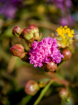 Macro close up of pink Crepe Myrtle (Lagerstroemia) flower and buds in a garden.