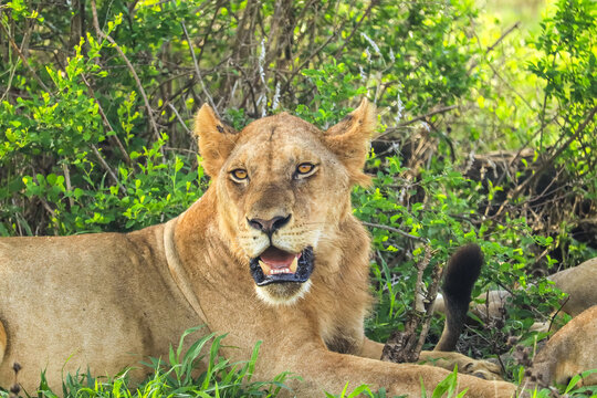 Young lion (panthera leo melanochaita) lies in savannah. Mikumi national park, Tanzania