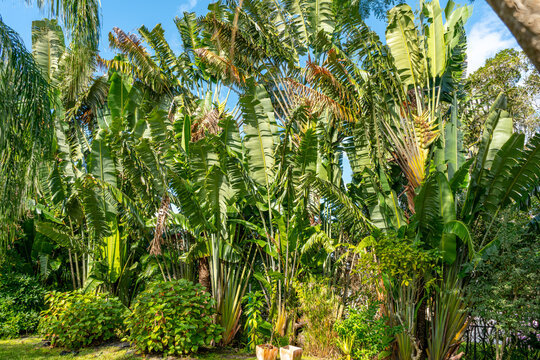 View of a vibrant tapestry of lush green tropical plants with towering fan-like leaves reaching towards the bright blue sky, Boca Raton, Florida, United States.