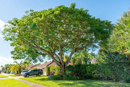 View of a lush, sprawling tree with vibrant green leaves casting shadows on a manicured lawn in a suburban neighborhood, under a clear blue sky, Boca Raton, Florida, United States.