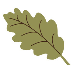 Obraz premium Single Olive Green Oak Leaf