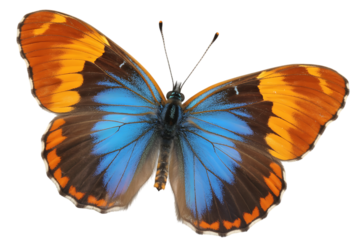Butterfly With Orange and Blue Wings