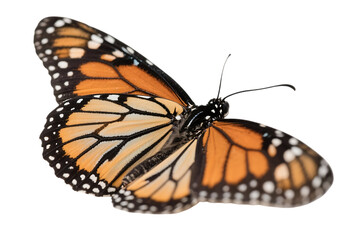 Fototapeta premium Monarch Butterfly With Orange Wings