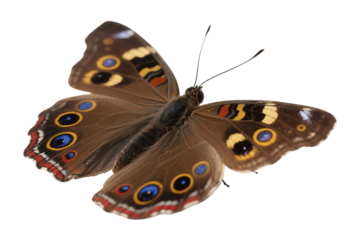 Elegant brown butterfly with colorful spotted wings