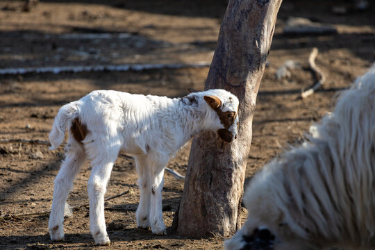 View of a small lamb with a white coat and brown spots stands near a tree in a sun-drenched field of dry grass, Chania, Chania, Greece.