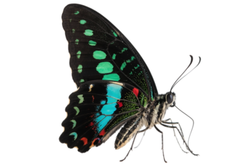 Macro shot of a tailed jay butterfly with vibrant colors