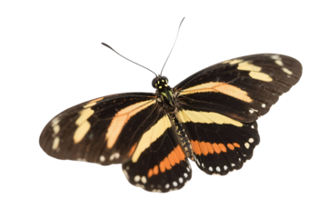 Striking tiger longwing butterfly on transparent background