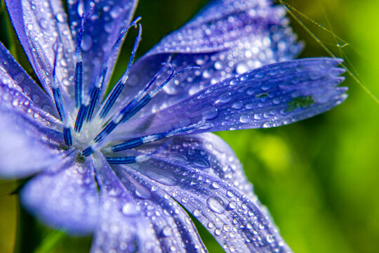 Blue chicory flower with dew drops in spring

Description (EN):