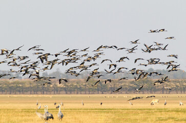 A huge flock of common cranes (Grus grus) lands at their roosting site against a backdrop of dry field grass.