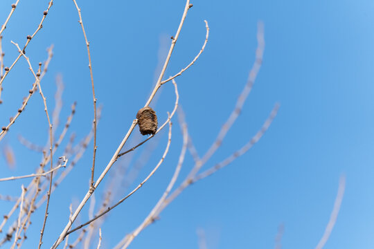 A close-up, low-angle shot of a praying mantis old dry empty ootheca (egg case) attached to a bare, dry branch against a clear blue sky.