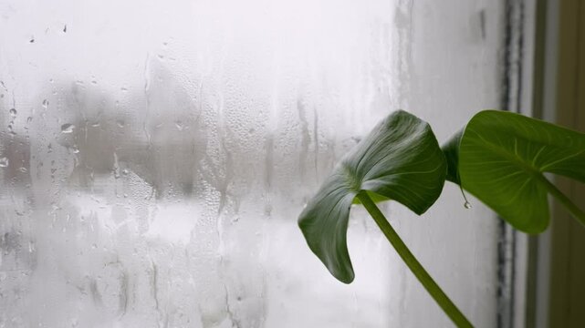 Green houseplant leaf sits next to a window covered in water droplets and condensation. The glass is fogged from cold weather, creating a soft, blurry, and melancholic atmosphere.