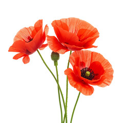 Obraz premium Bright Red Poppy Flowers With Green Buds Standing Against a White Background in Spring Time
