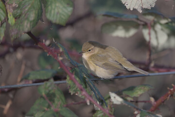 Obraz premium Chiffchaff, Phylloscopus collybita, perched on a wire fence