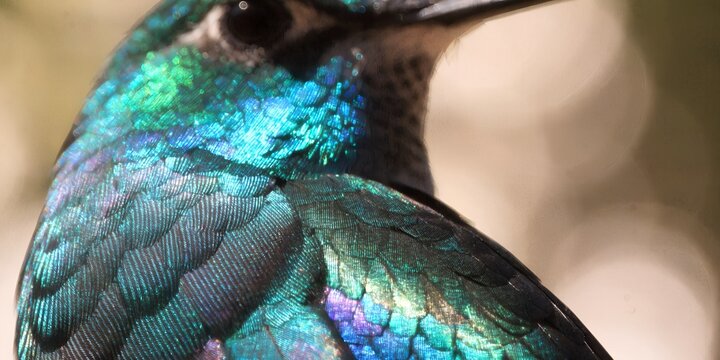 Macro close-up of hummingbird feathers, iridescent colors, natural sunlight, ultra-fine texture detail, creamy bokeh background, cinematic nature shot