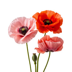 Obraz premium Colorful Poppy Flowers in Different Shades Stand Together in a Simple Arrangement on a White Background