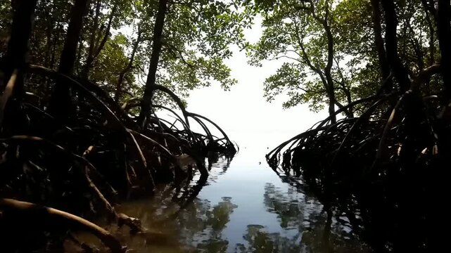Moving slowly through a serene mangrove forest waterway, revealing intricate prop roots and eventually the bright open sea. Ideal for nature documentaries, eco-tourism, environmental protection,