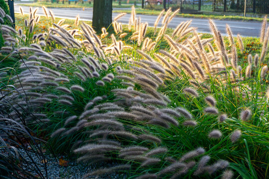 Flowering fountain grass swaying in the wind near street, autumn light, ornamental grass in urban greenery, natural outdoor scene