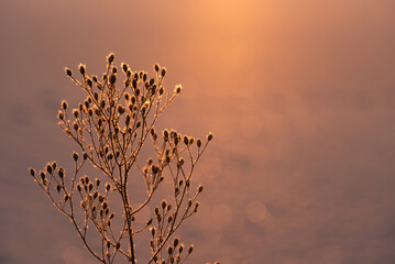 Suche rośliny pokryte szronem w ciepłym świetle zimowego poranka © Elżbieta Kaps