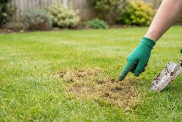 Gardener removes dead grass patch from lawn with hand tool in backyard during spring afternoon while preparing for new growth
