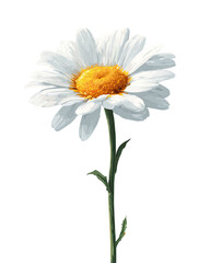 Naklejka premium Single white daisy with a yellow center, on a long green stem