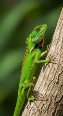 Fototapeta premium Tropical Lizard on Tree Bark in Natural Habitat