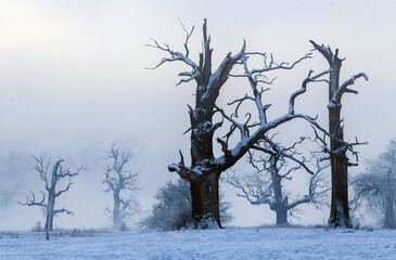 Trees in the fog on a winter morning. Landscape on a frosty morning.