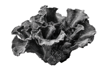 Close-up grayscale image of a textured, organic form.  Complex,  layered,  irregular shapes resembling a cluster of  fungi or a  sculpted  rock.  Dark tones and subtle variations  create depth.  