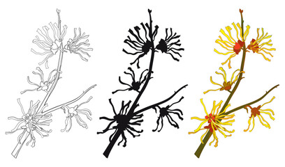 Set with outline bunch of witch hazels or Hamamelis flowers in black and color isolated on white background.
