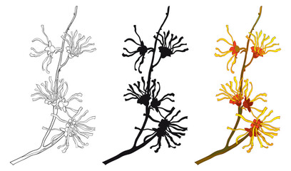 Set with outline bunch of witch hazels or Hamamelis flowers in black and color isolated on white background.