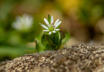 Spring Awakening: Nature's Rebirth Collection