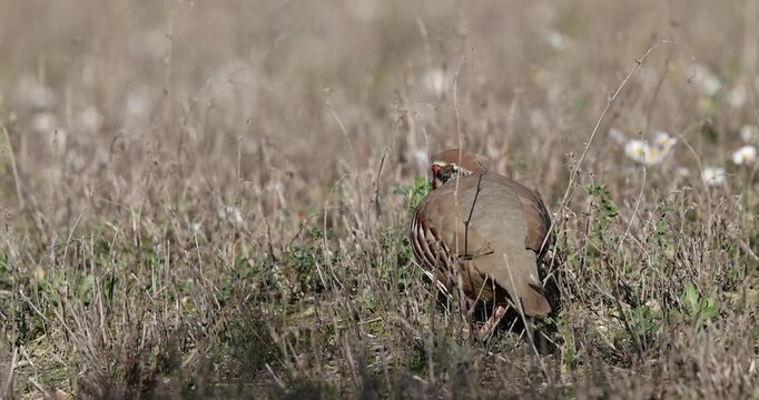 Close-up of a Red-legged partridge pecking for food in a wild field.