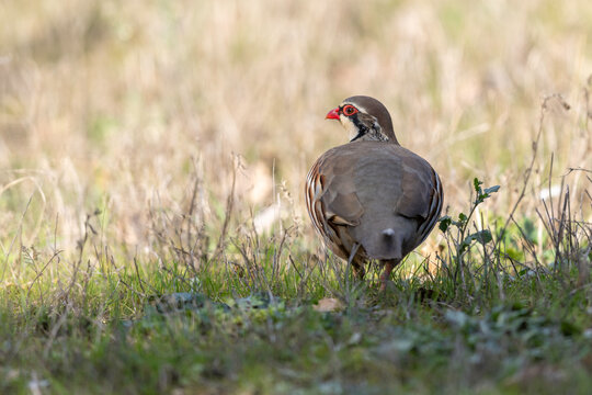 Red-legged Partridge (Alectoris rufa) walking in a field, back view, Italy.
